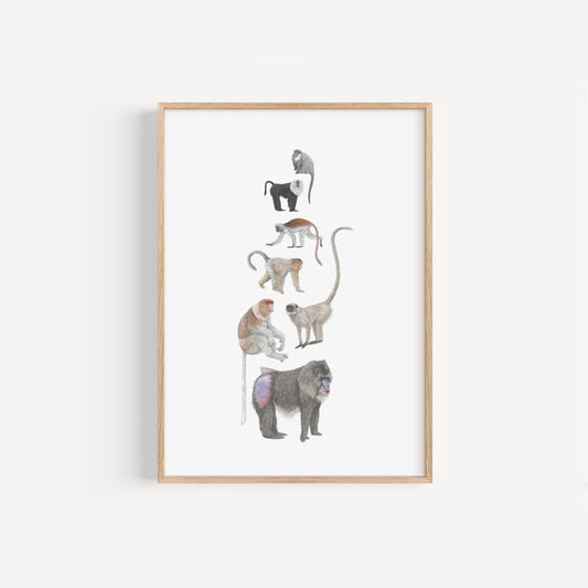 Monkey Species Print