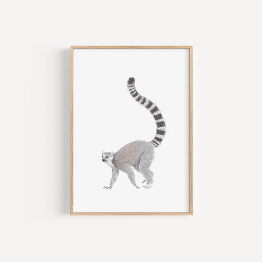 Ring Tailed Lemur Print