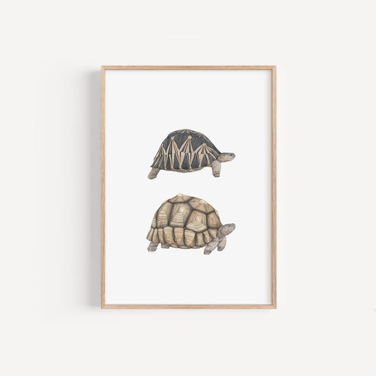 Tortoise Species Print