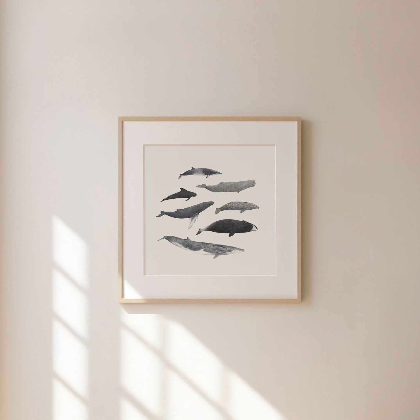 Whale Species Square Print