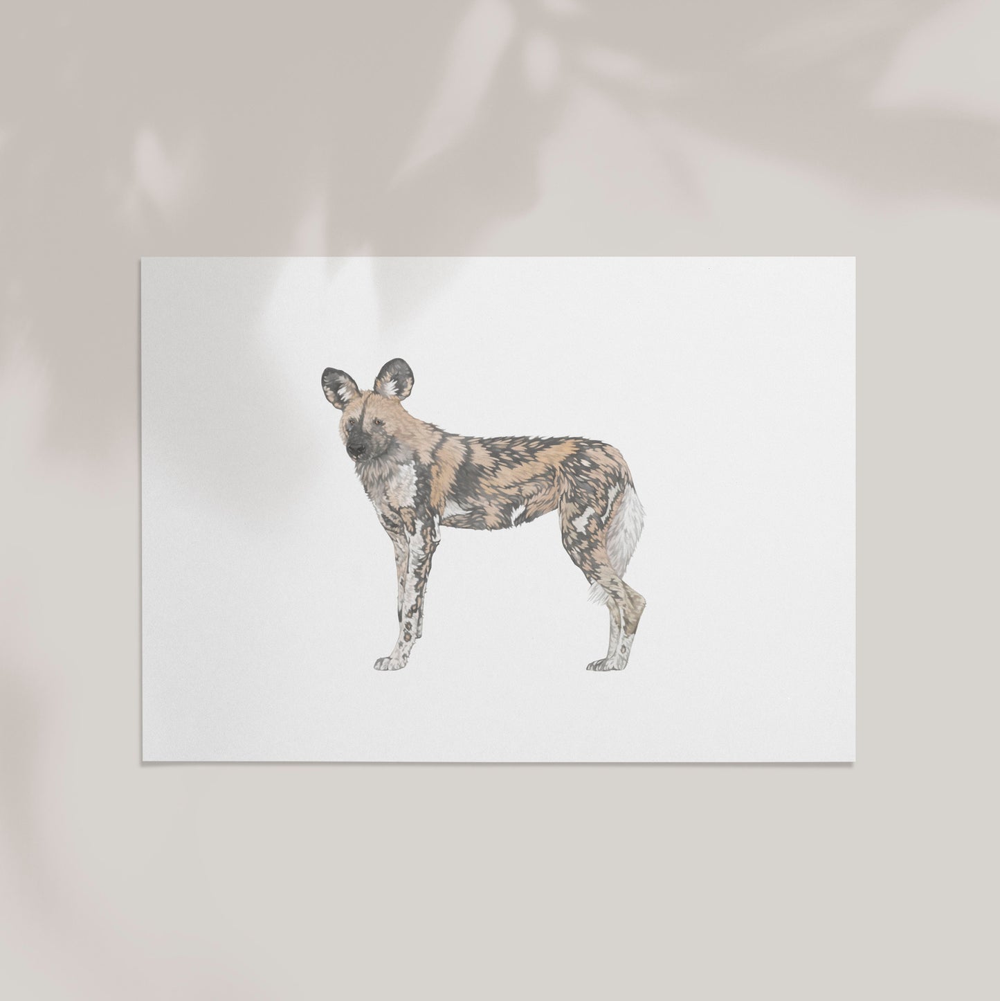 African Painted Dog Print