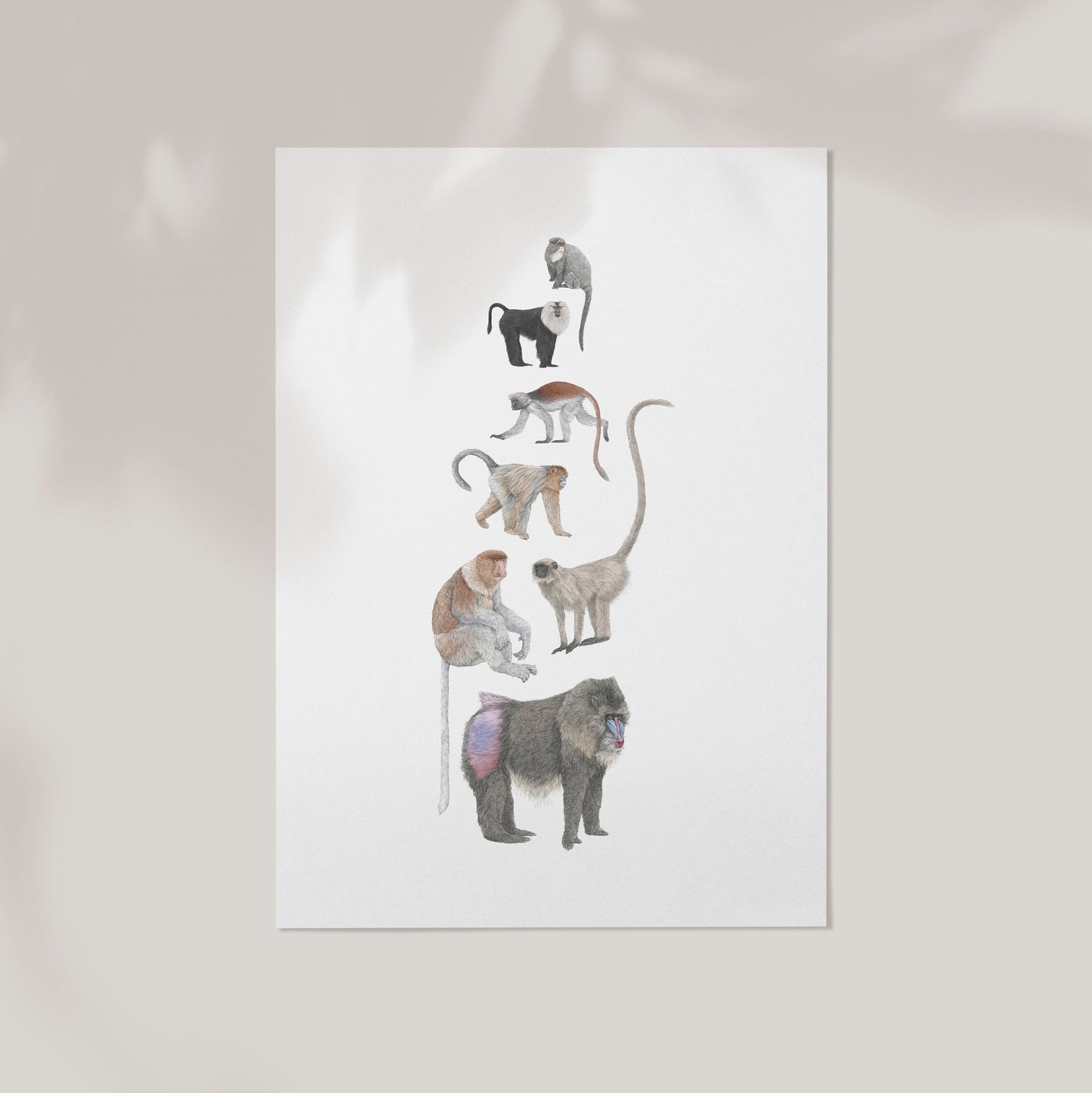 Monkey Species Print