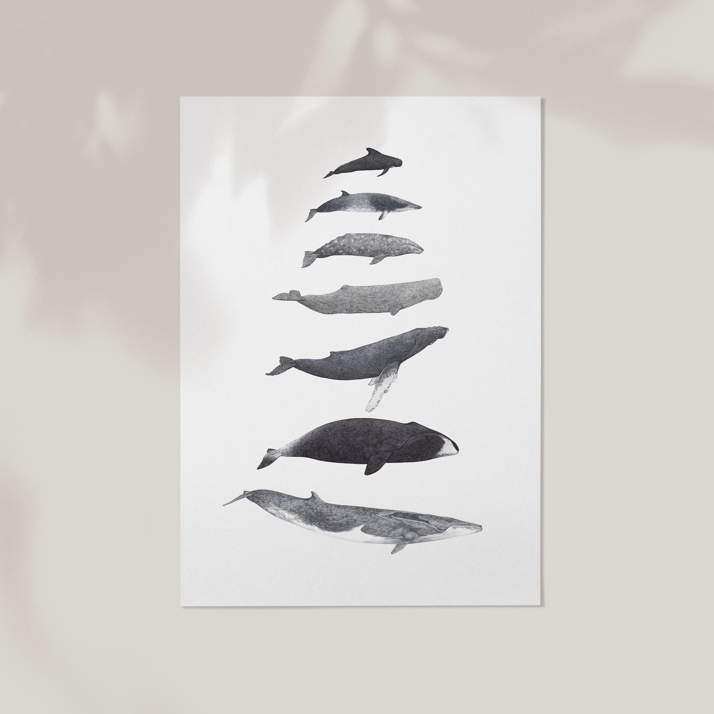 Whale Species Print