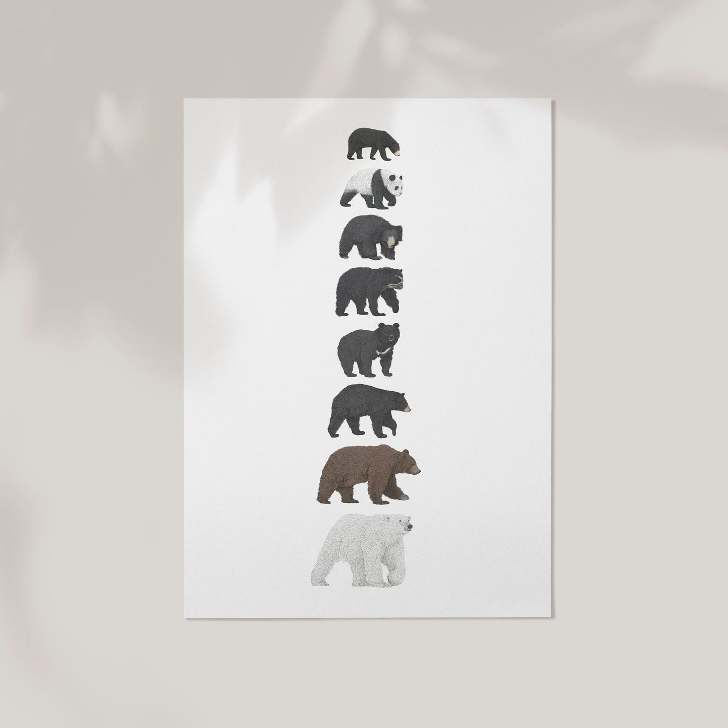 8 Bear Species Print