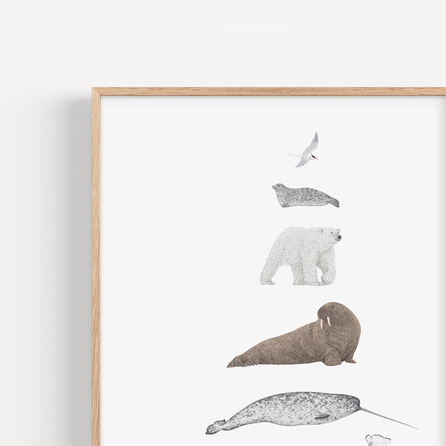Arctic Species Print
