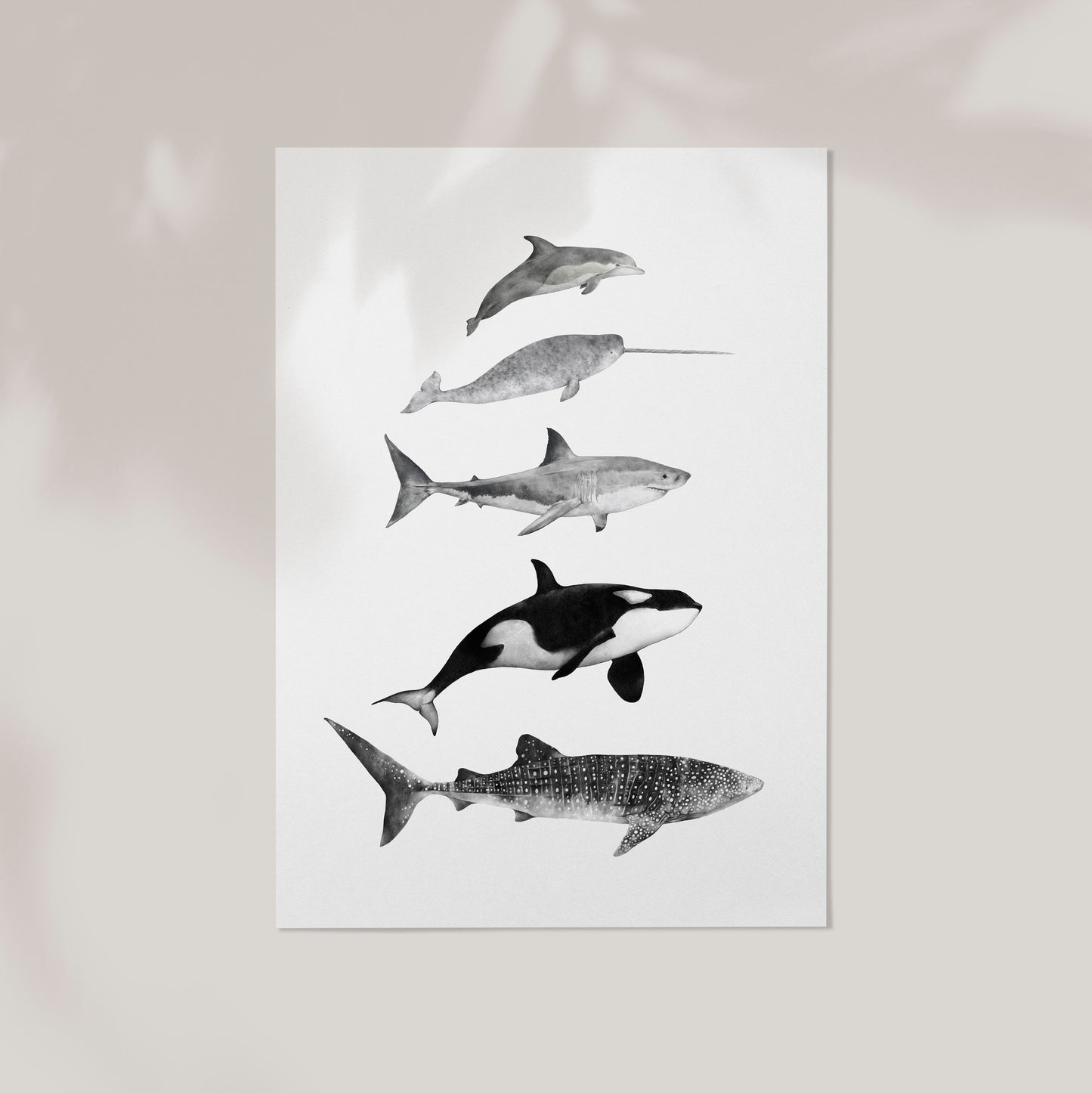 Sea Life Species Print