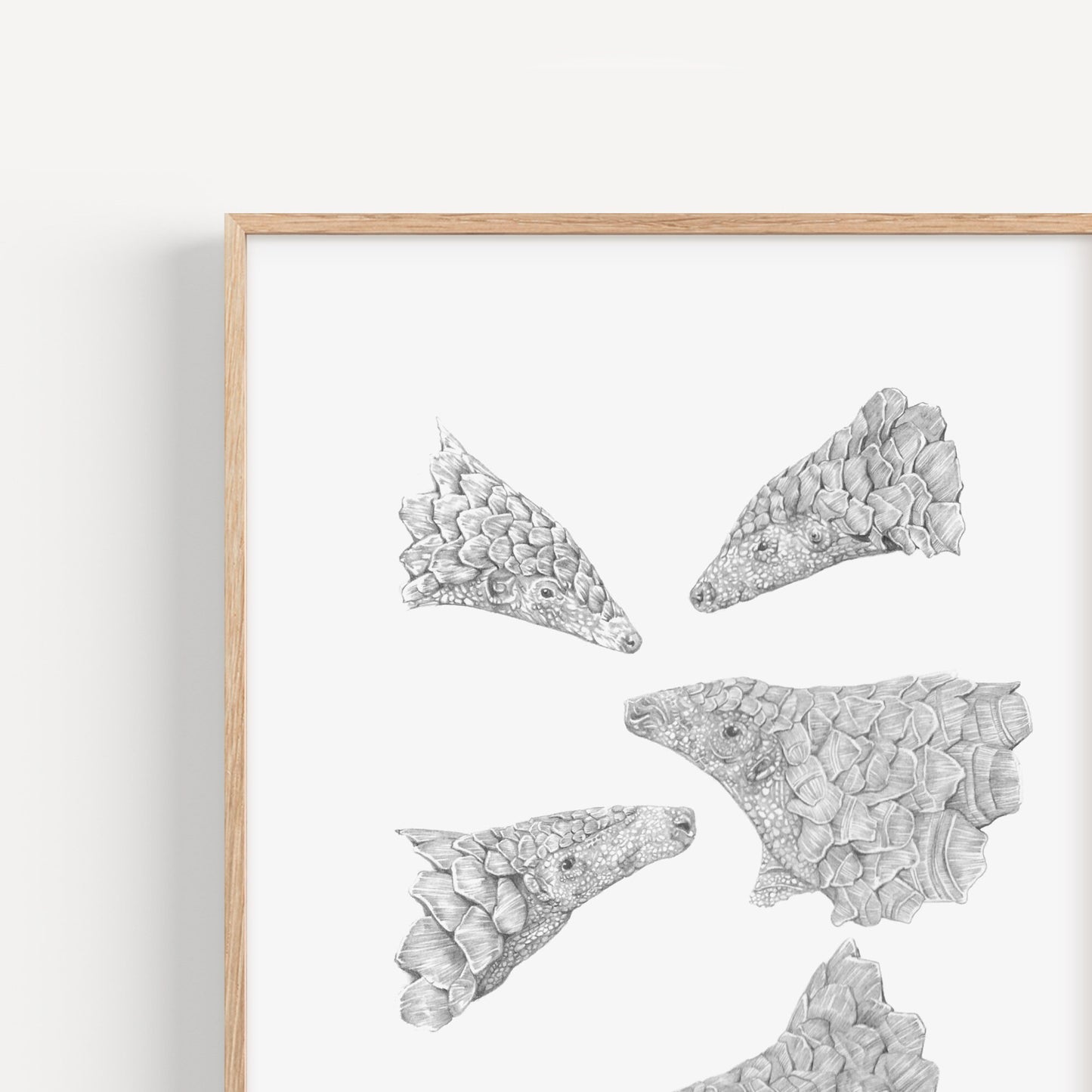 Pangolin Sketches Print