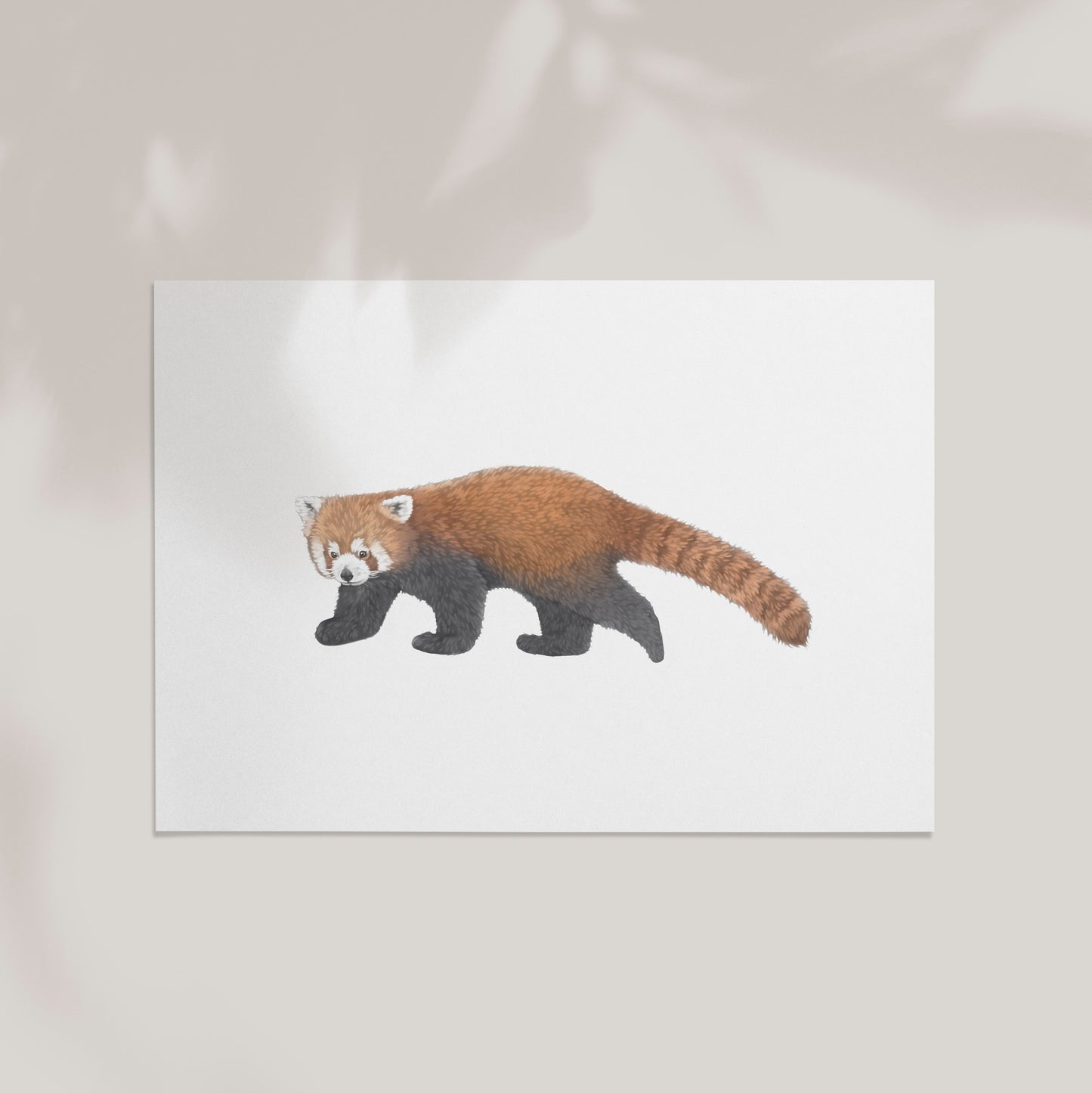 Red Panda Print