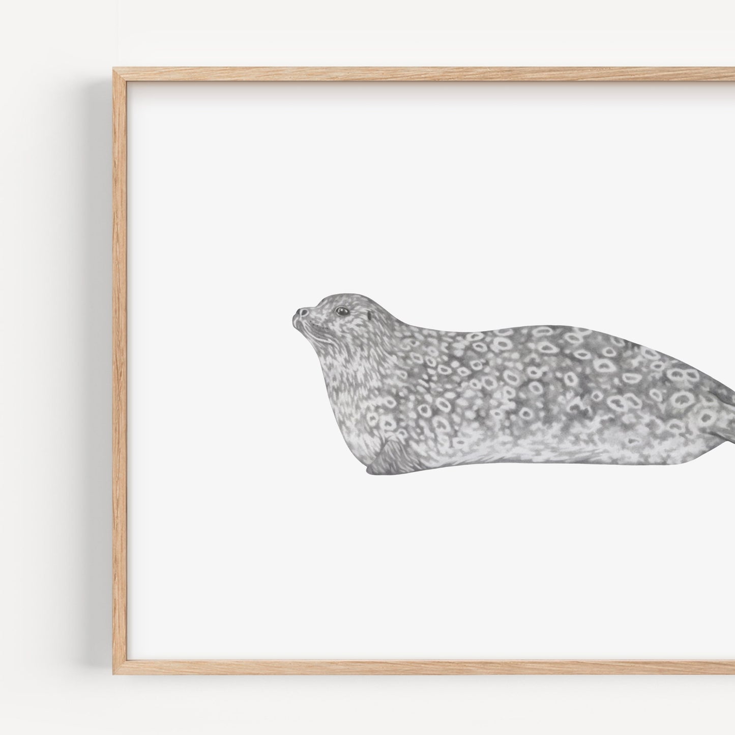 Ringed Seal Print