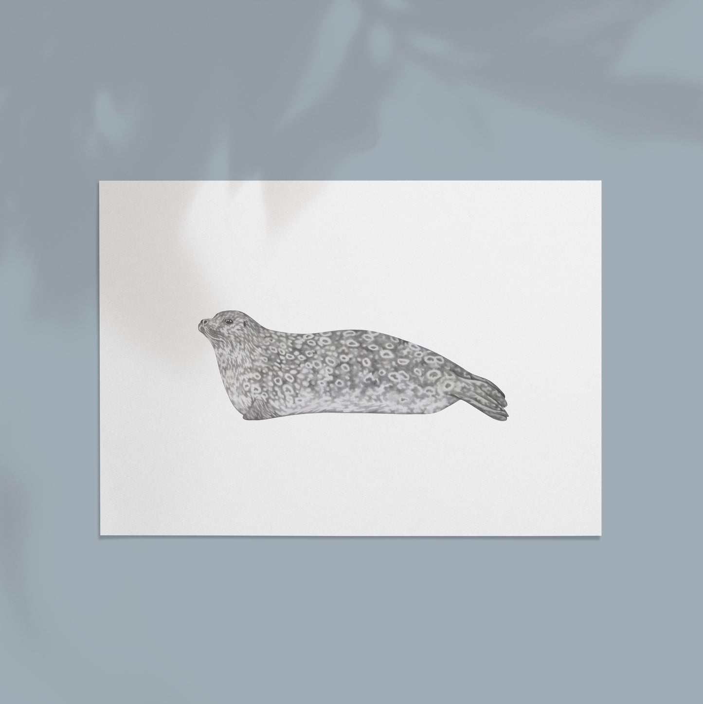 Ringed Seal Print