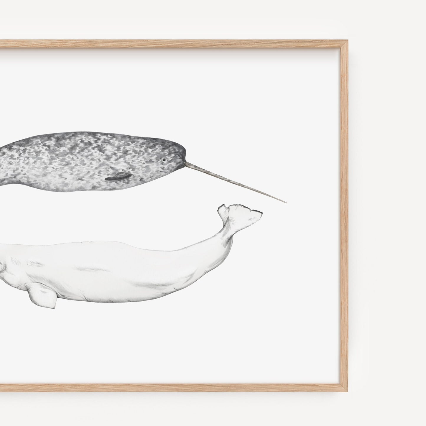 Narwhal and Beluga Whale Print