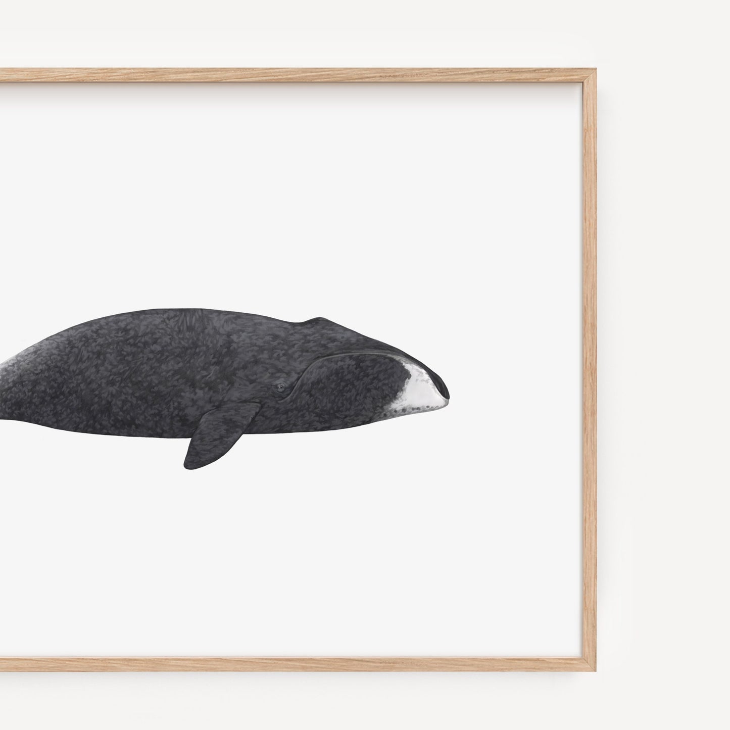 Bowhead Whale Print