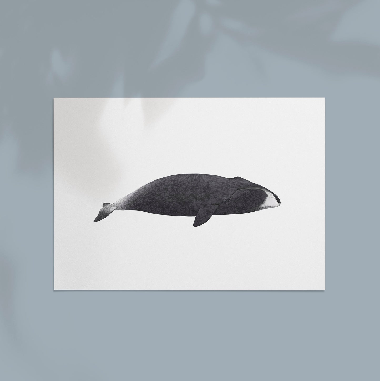 Bowhead Whale Print