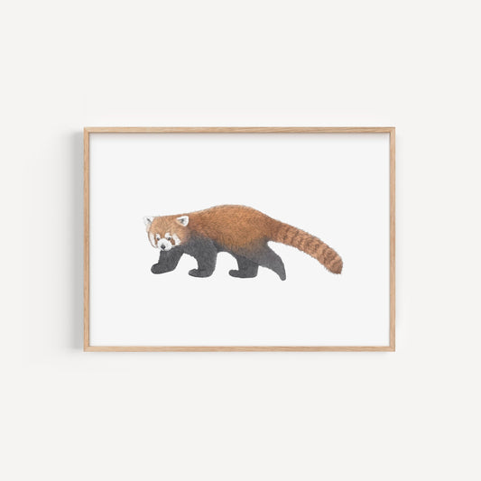 Red Panda Print