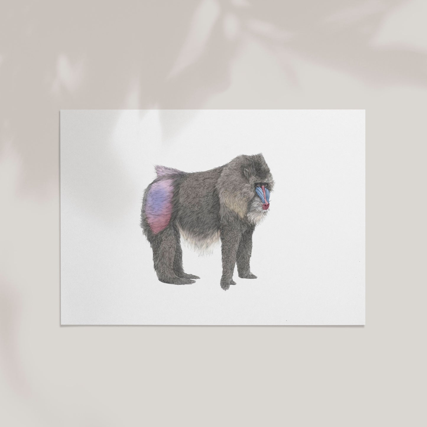 Mandrill Print