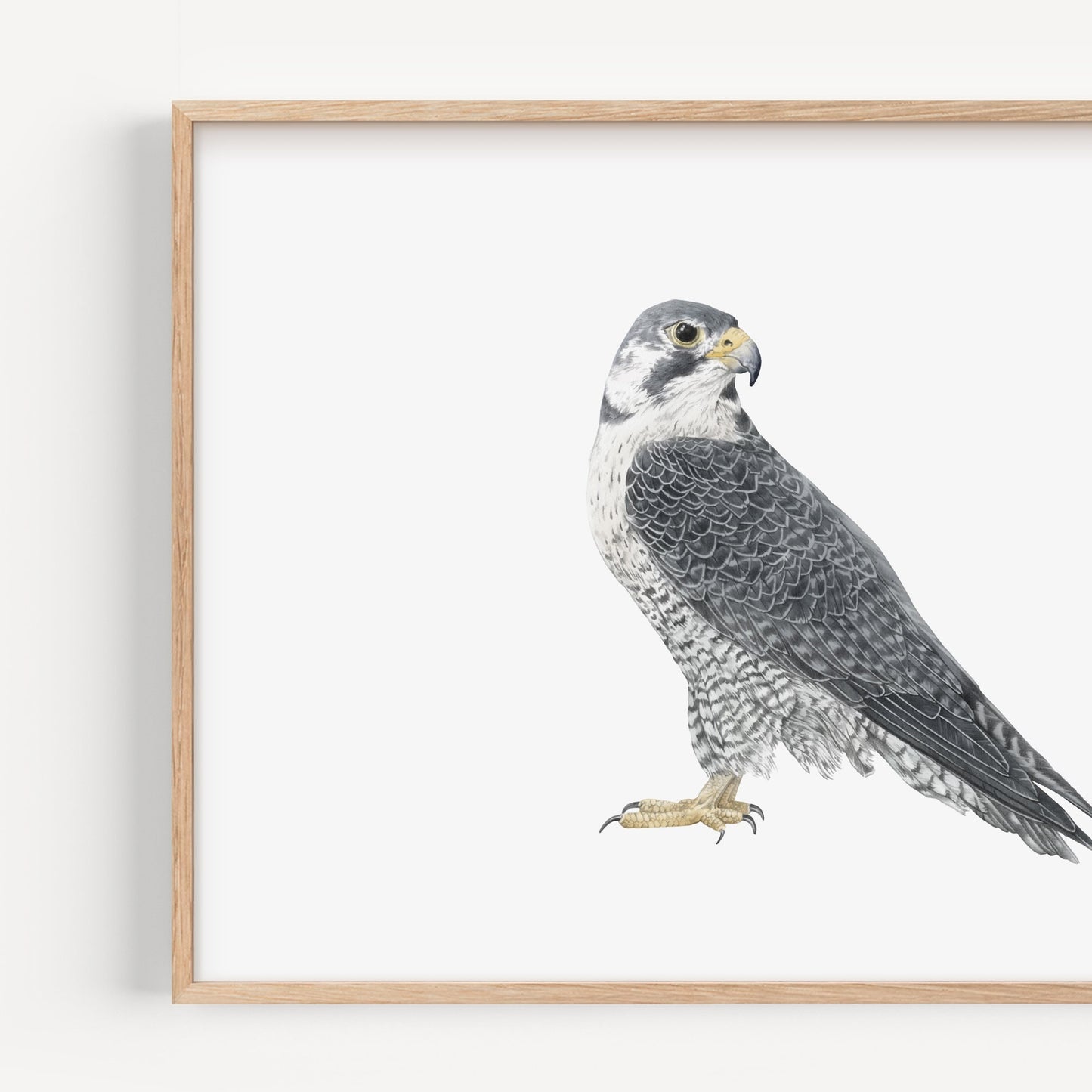 Falcon Print