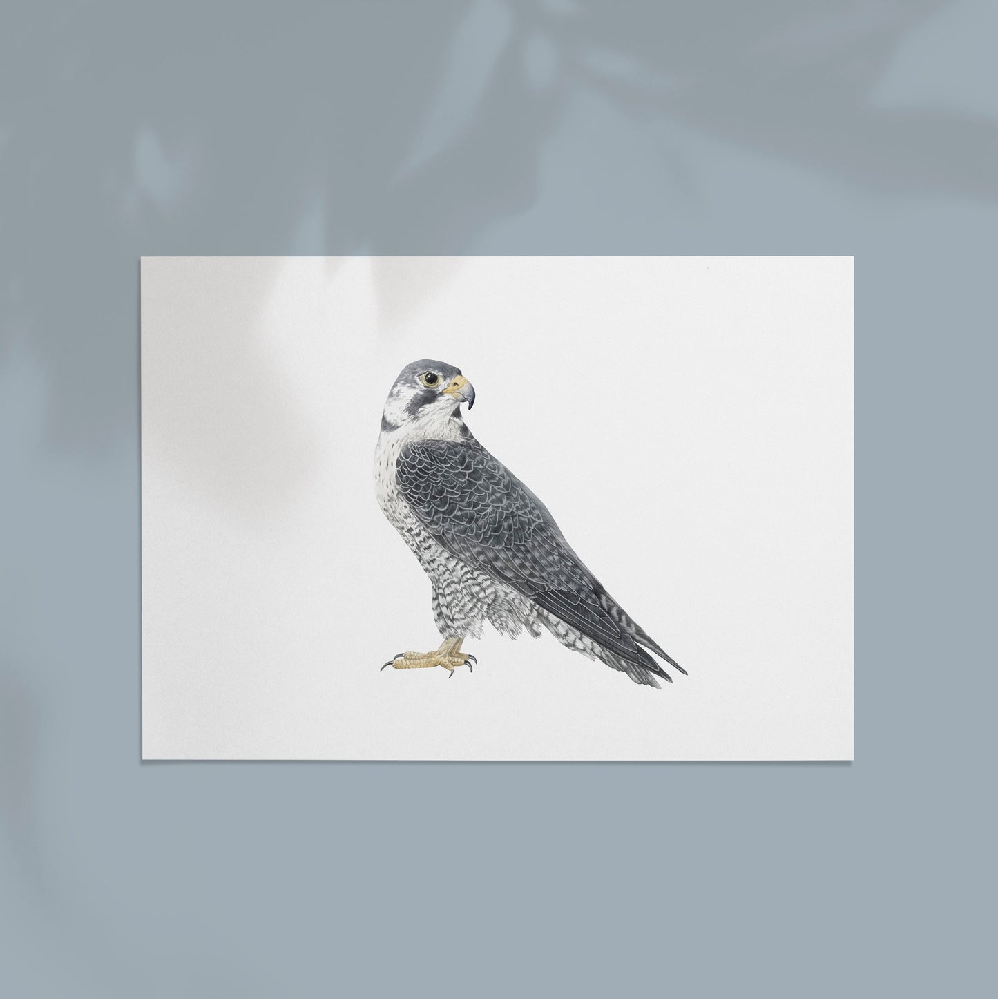Falcon Print
