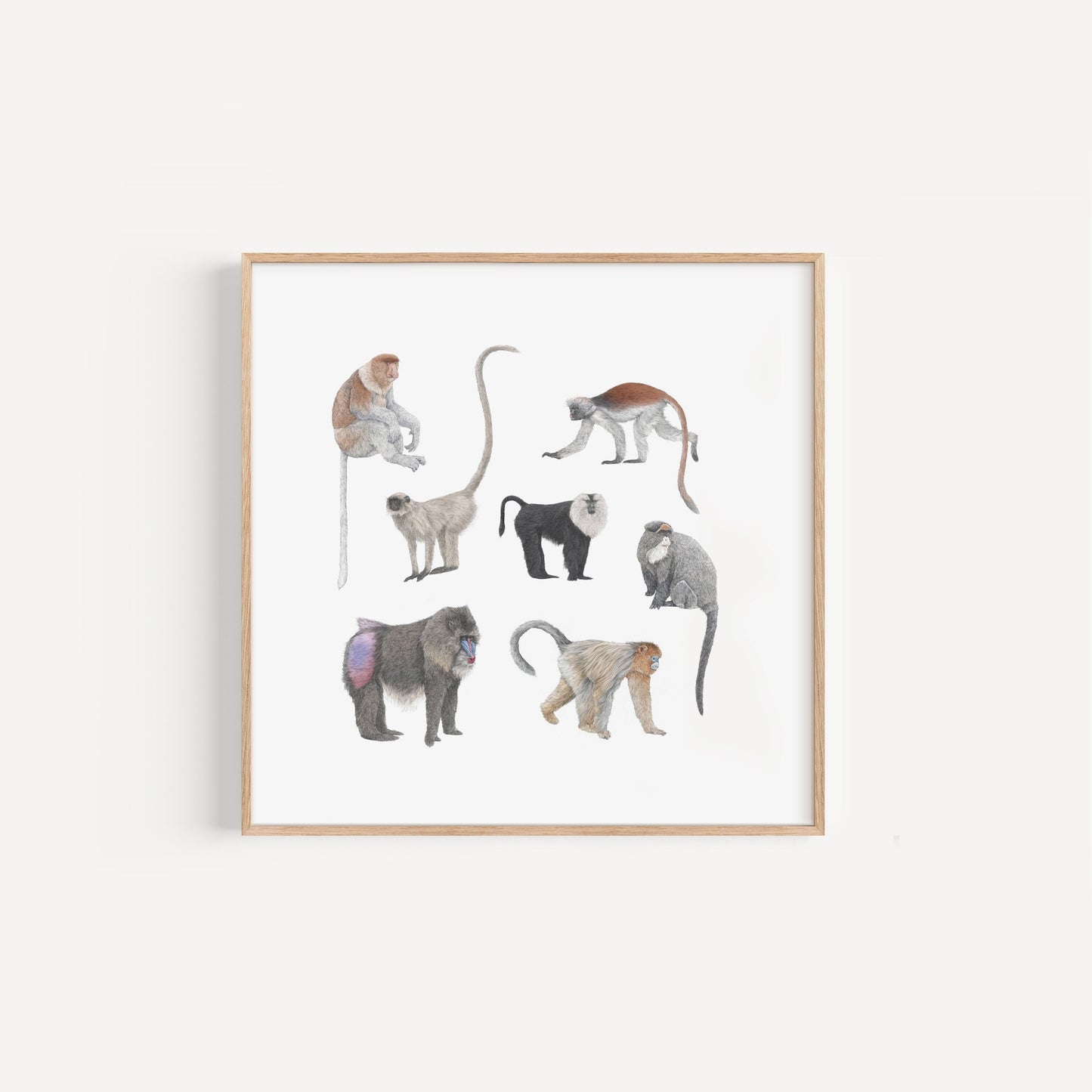 Monkey Species Square Print