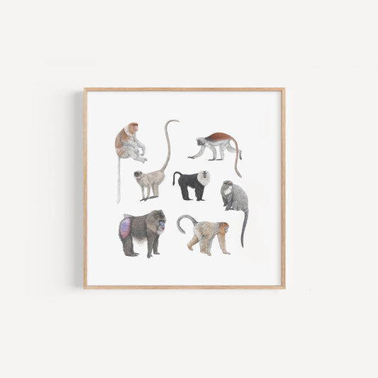 Monkey Species Square Print