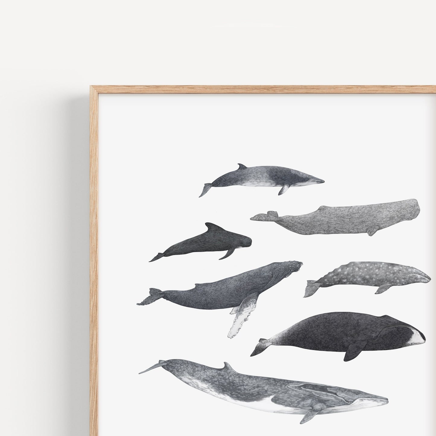 Whale Species Square Print