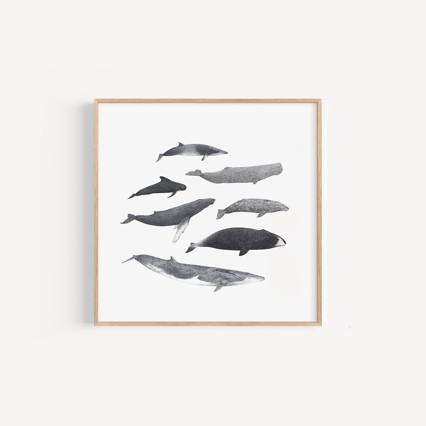 Whale Species Square Print