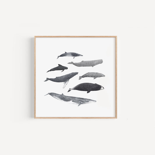 Whale Species Square Print