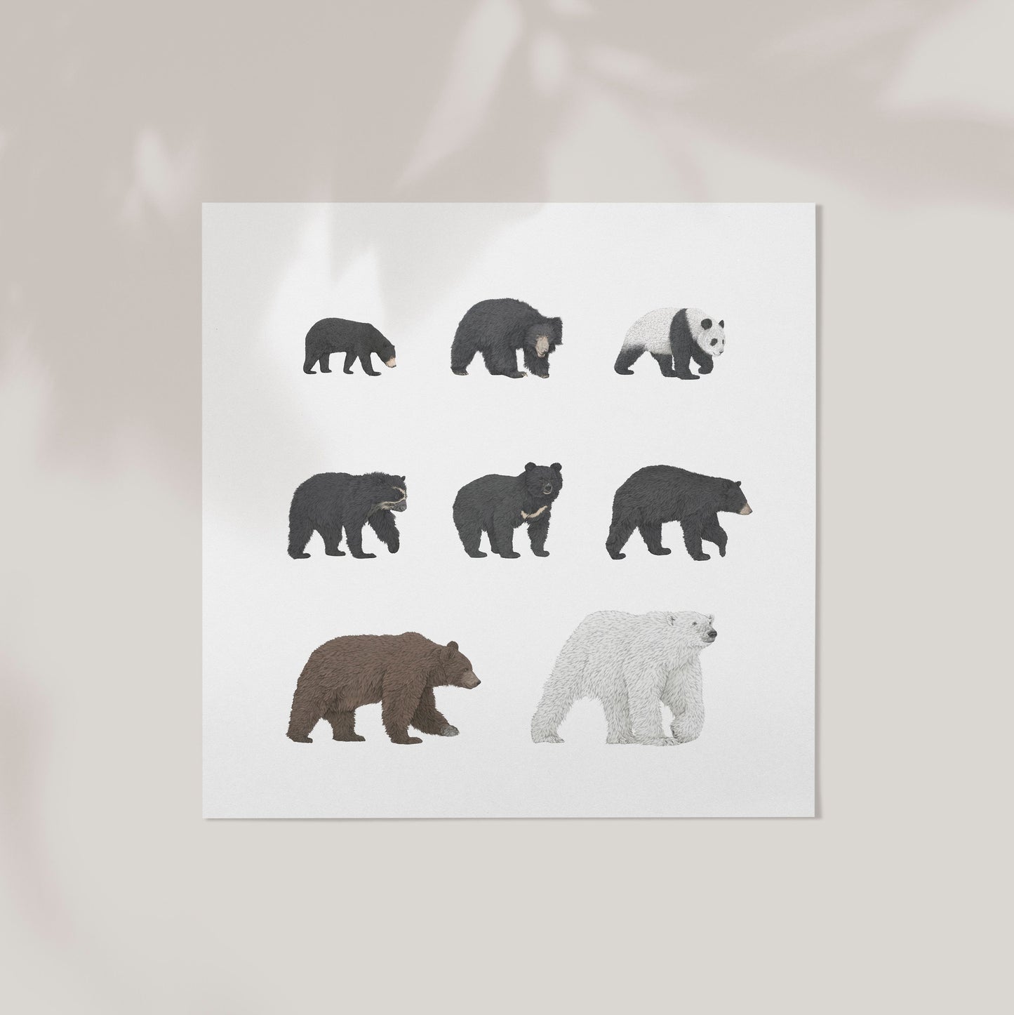 8 Bear Species Square Print