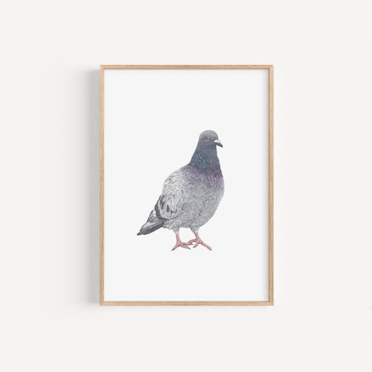 Pigeon Print