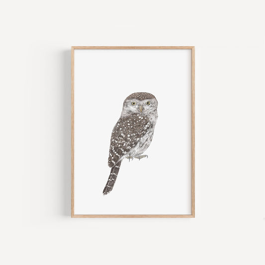 Owl Print