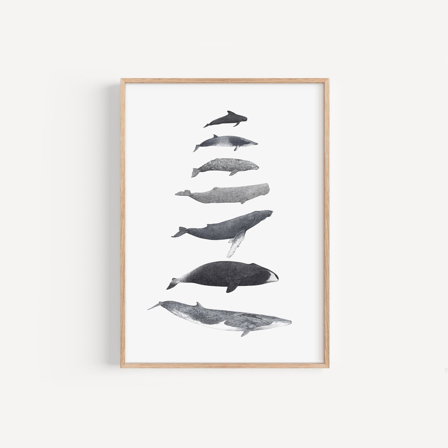 Whale Species Print