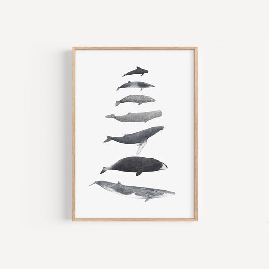 Whale Species Print