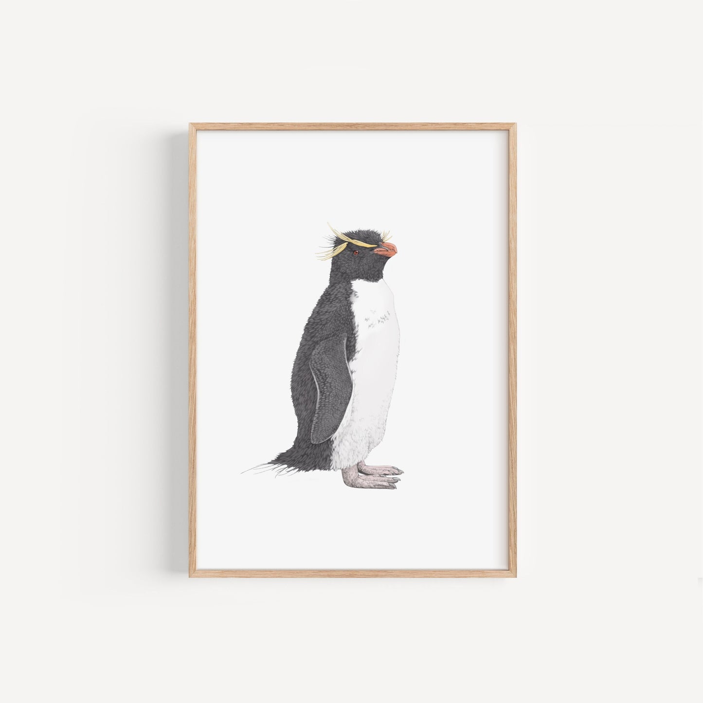 Rockhopper Penguin Print