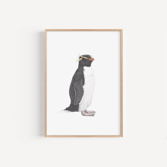 Rockhopper Penguin Print
