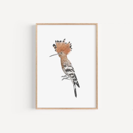 Hoopoe Print