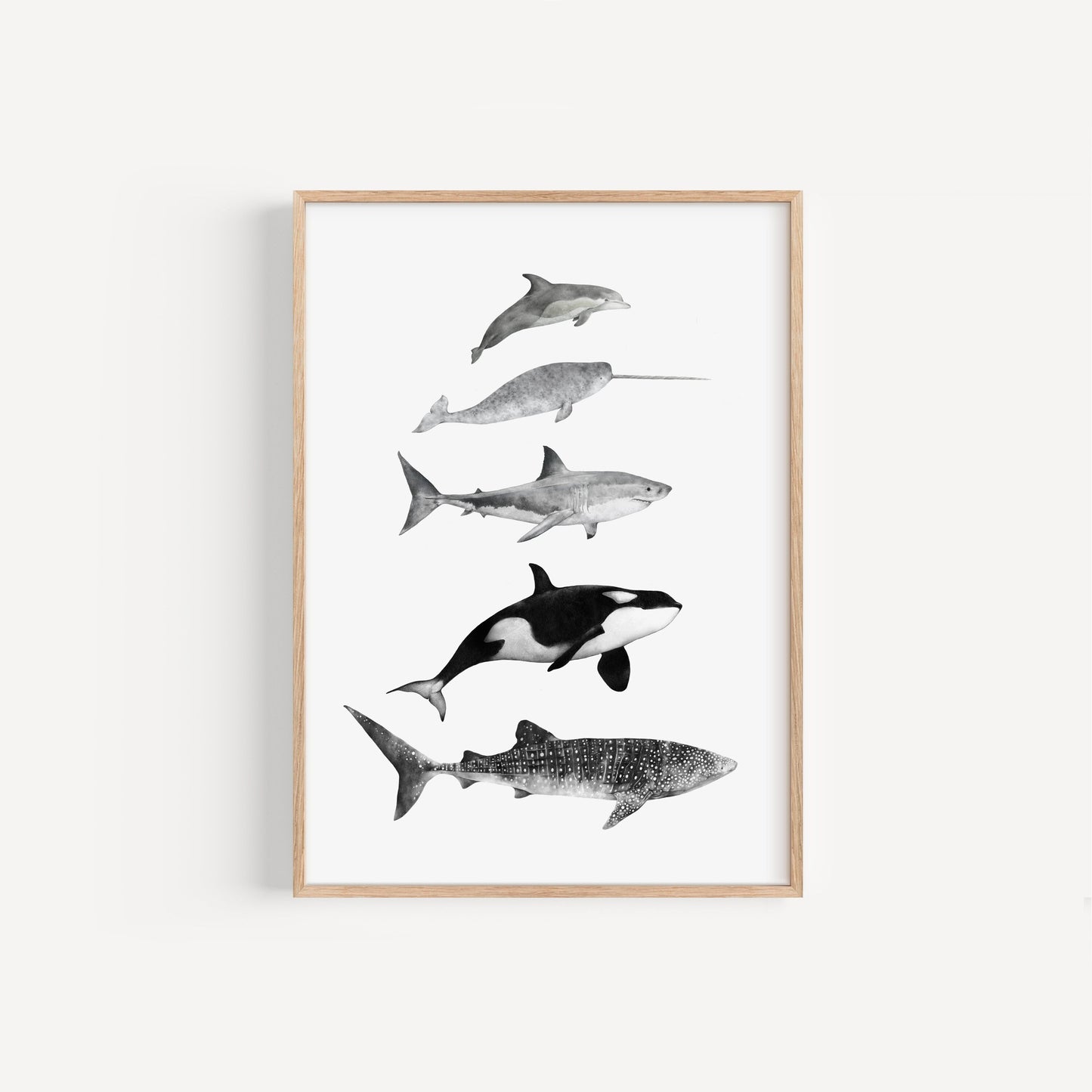 Sea Life Species Print
