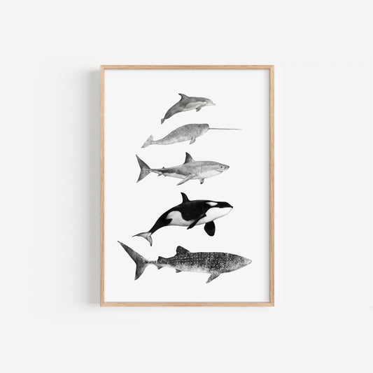 Sea Life Species Print