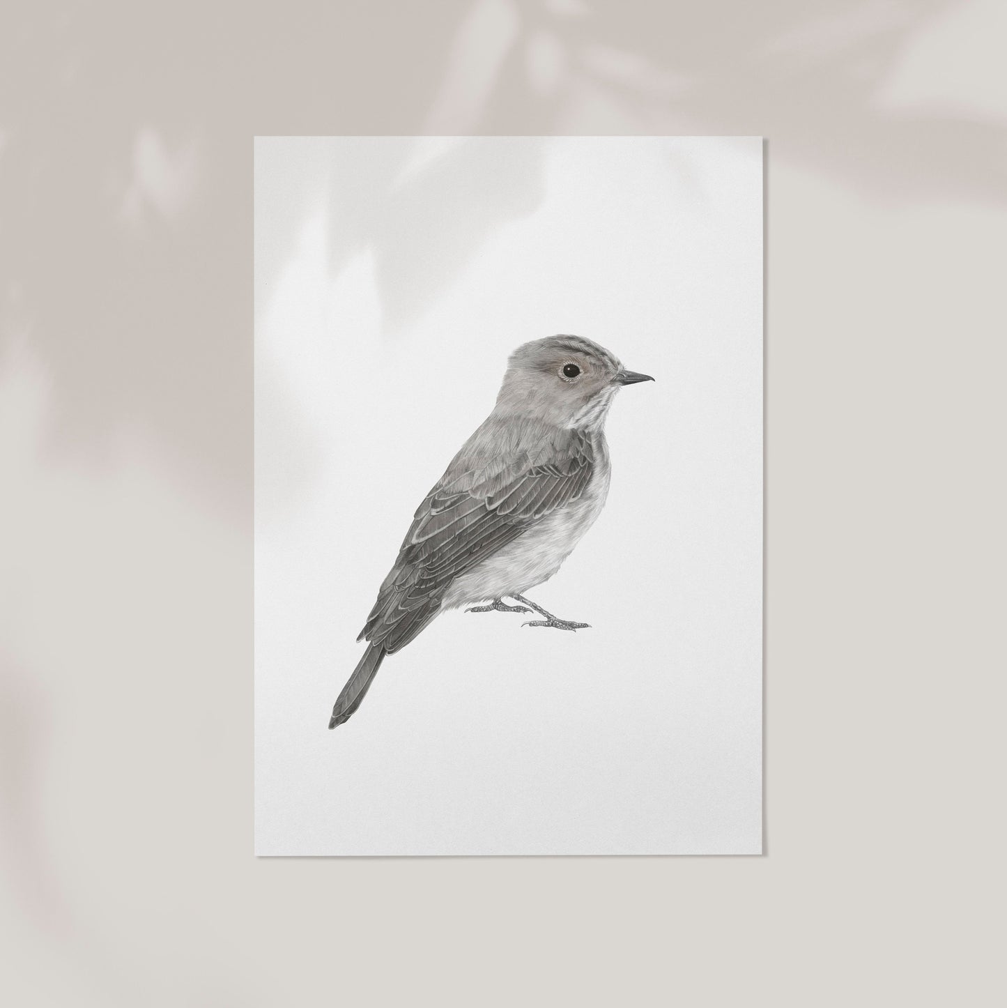 Spotted Flycatcher Print