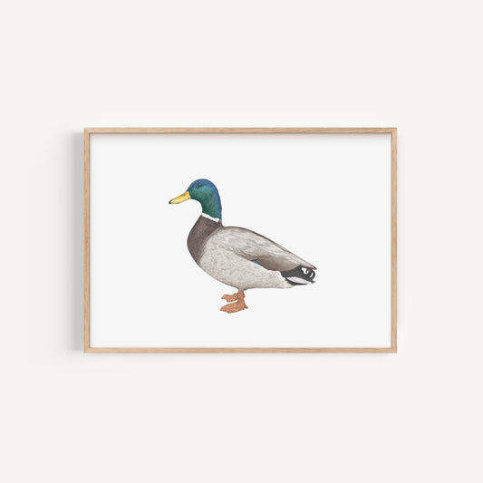 Mallard Duck Print