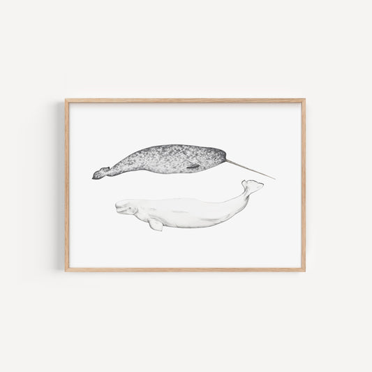 Narwhal and Beluga Whale Print