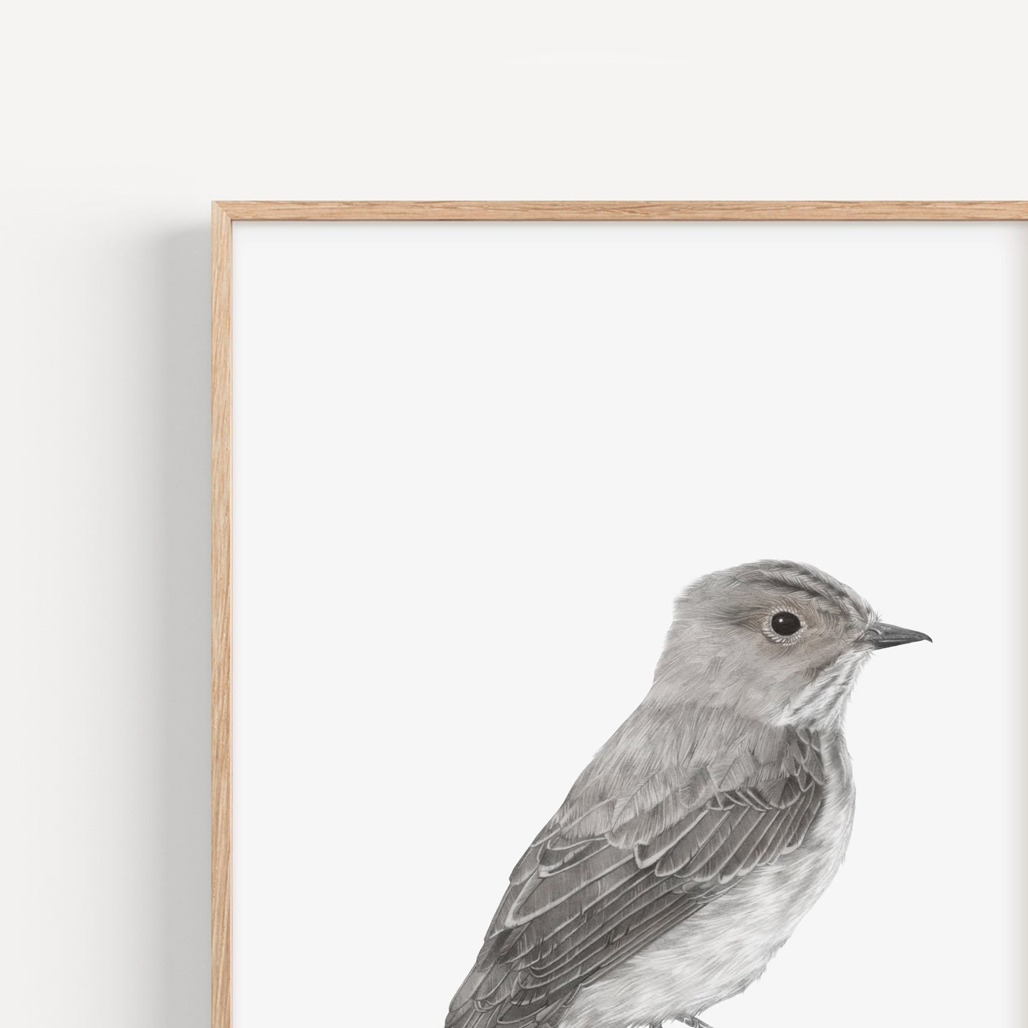 Spotted Flycatcher Print