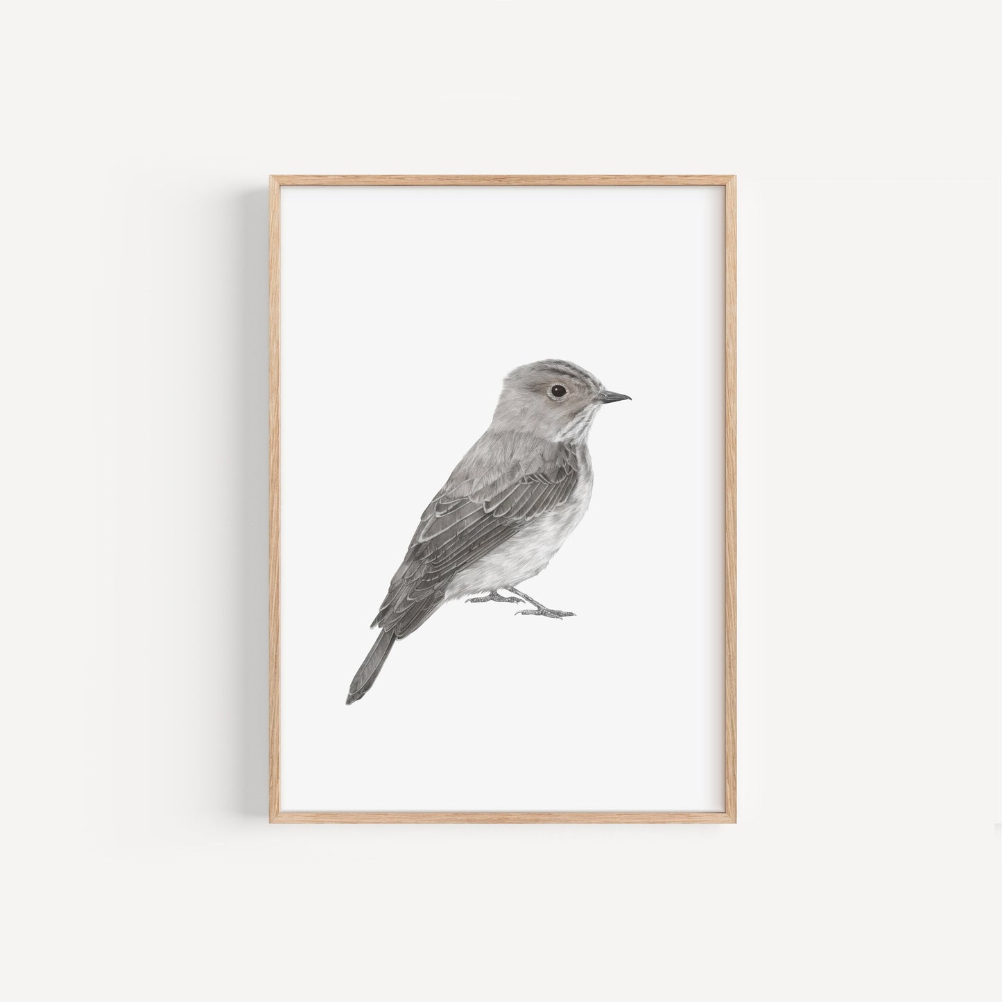 Spotted Flycatcher Print