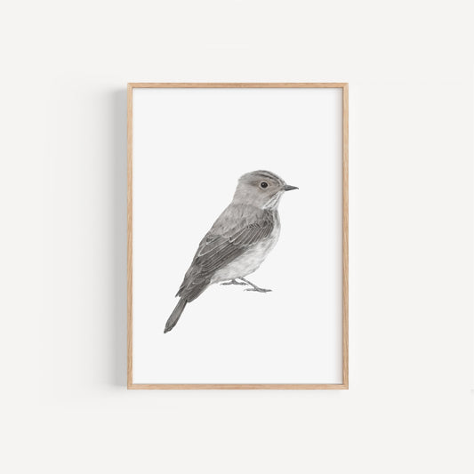 Spotted Flycatcher Print