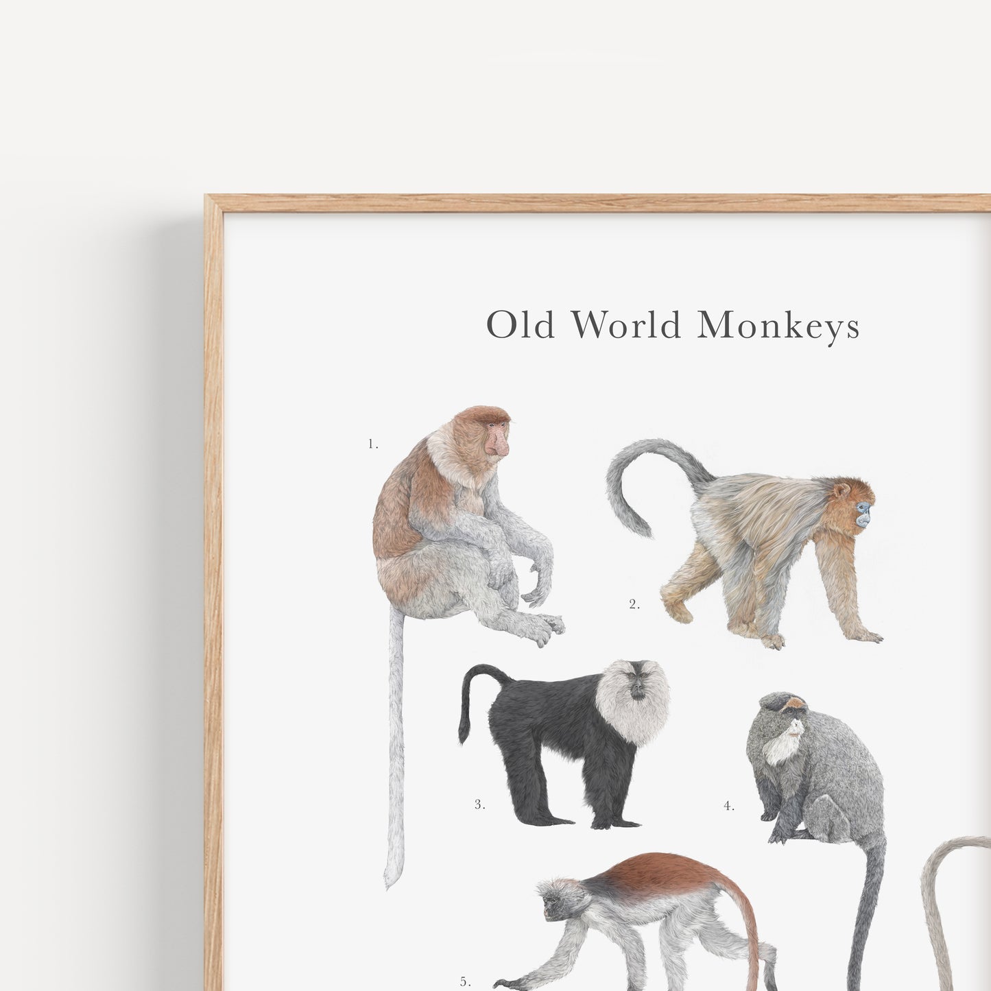 Monkey Species Educational Print