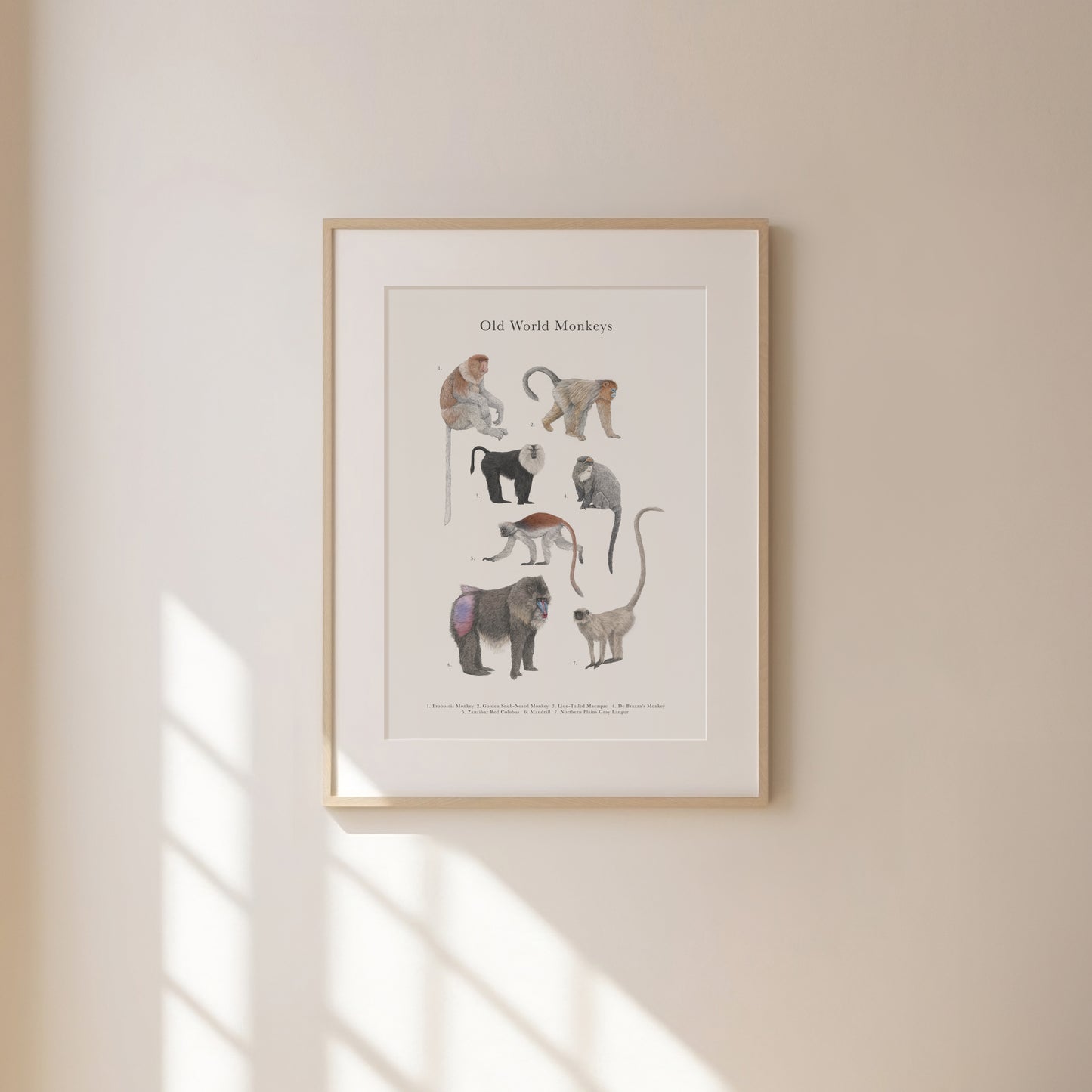 Monkey Species Educational Print