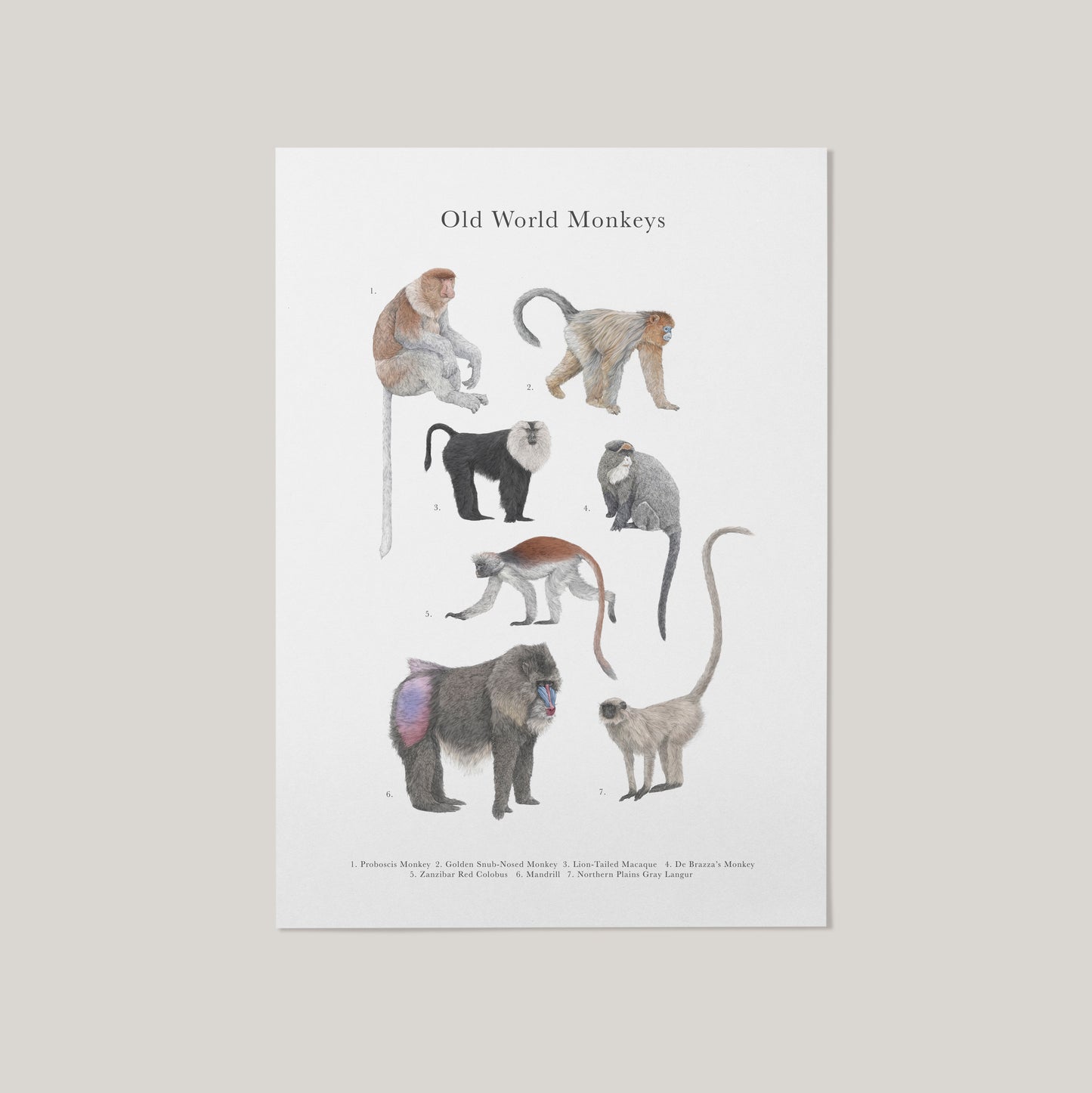 Monkey Species Educational Print