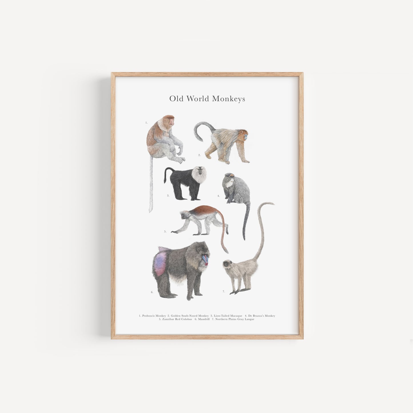 Monkey Species Educational Print