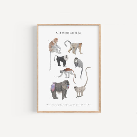 Monkey Species Educational Print