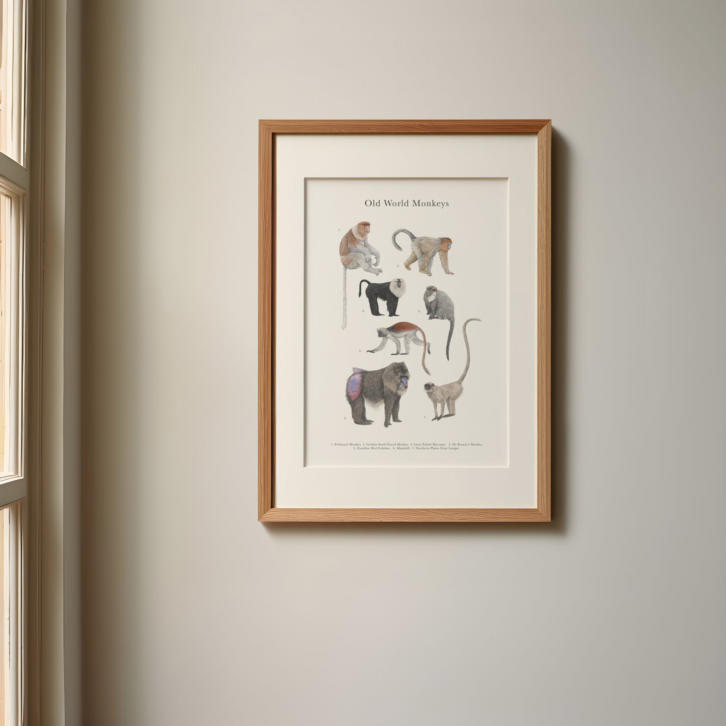 Monkey Species Educational Print