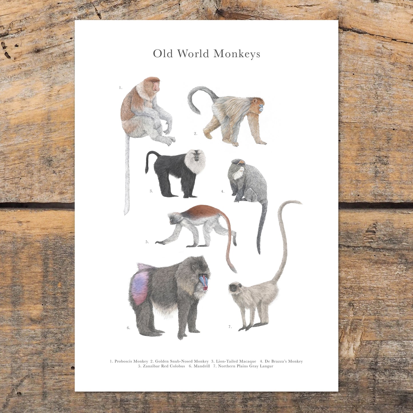 Monkey Species Educational Print