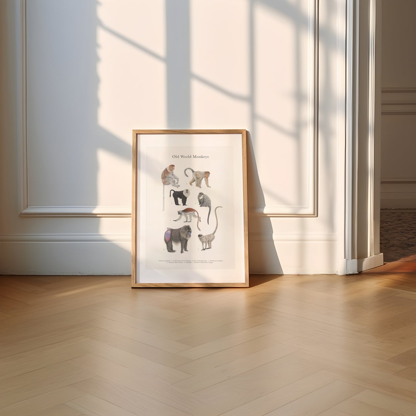 Monkey Species Educational Print